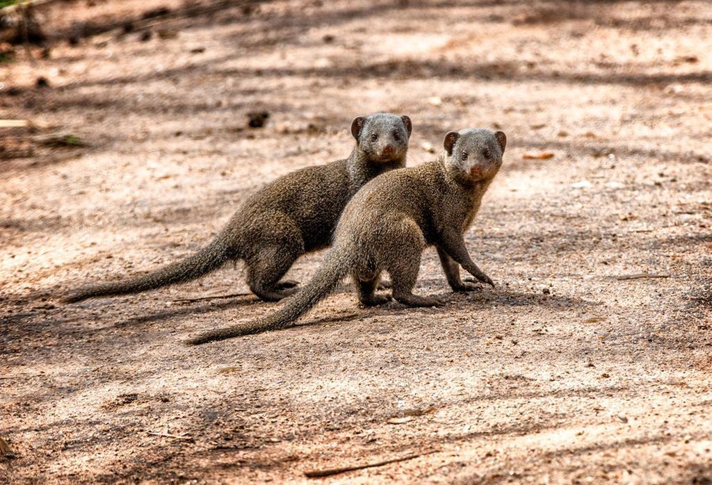 Honeyguide Tented Safari Camp - Khoka Moya 曼耶雷蒂野生动物园 外观 照片