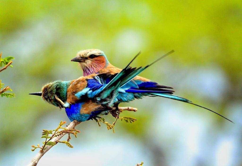 Honeyguide Tented Safari Camp - Khoka Moya 曼耶雷蒂野生动物园 外观 照片
