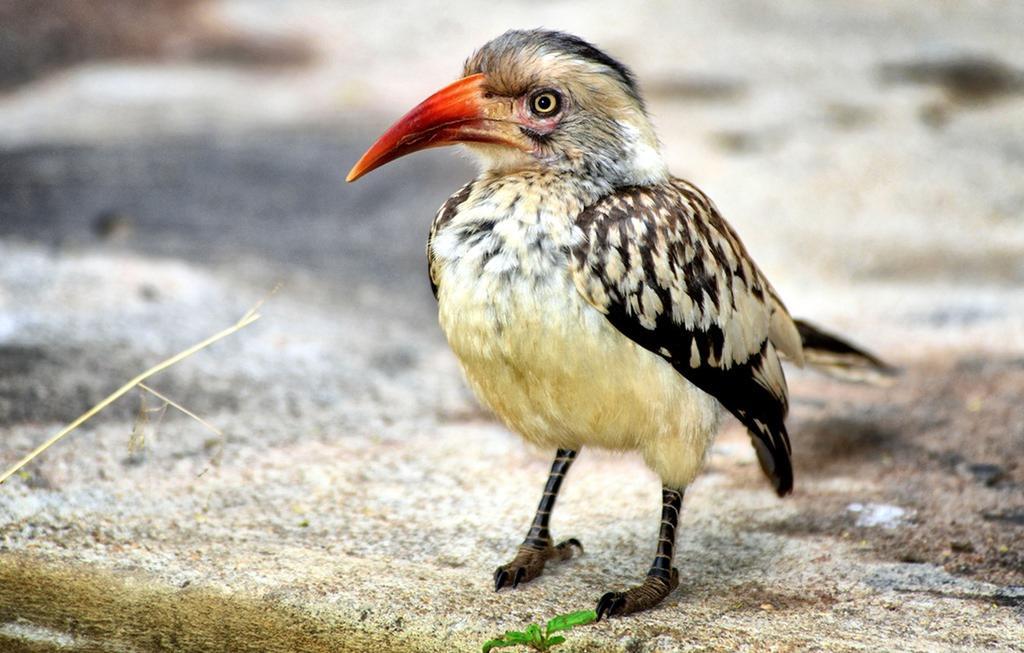 Honeyguide Tented Safari Camp - Khoka Moya 曼耶雷蒂野生动物园 外观 照片