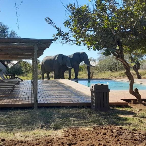 曼耶雷蒂野生动物园 Honeyguide Tented Safari Camp - Khoka Moya酒店 外观 照片