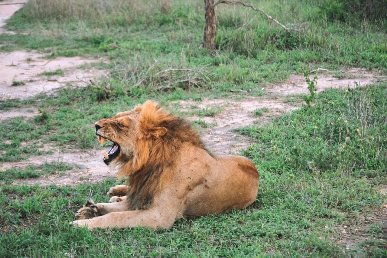 曼耶雷蒂野生动物园 Honeyguide Tented Safari Camp - Khoka Moya酒店 外观 照片