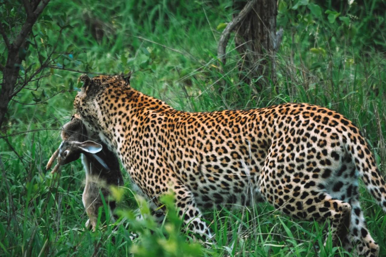 曼耶雷蒂野生动物园 Honeyguide Tented Safari Camp - Khoka Moya酒店 外观 照片